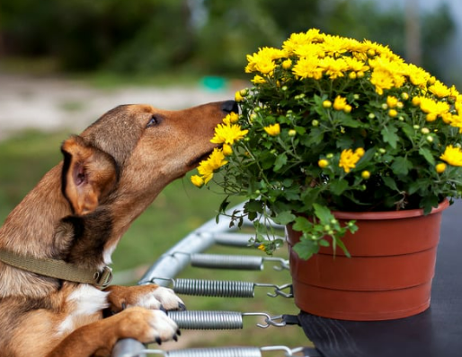 강아지 산책길 위험한 꽃 vs 안전한 식물 총정리