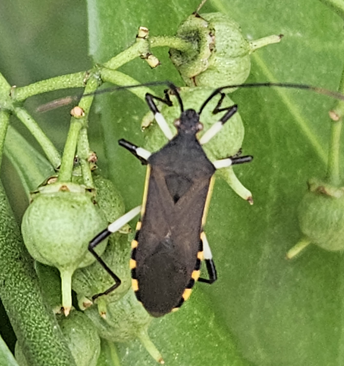 노랑배허리노린재 성충2