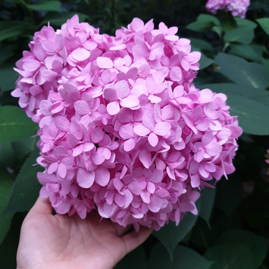 화담숲 여름 수국 축제