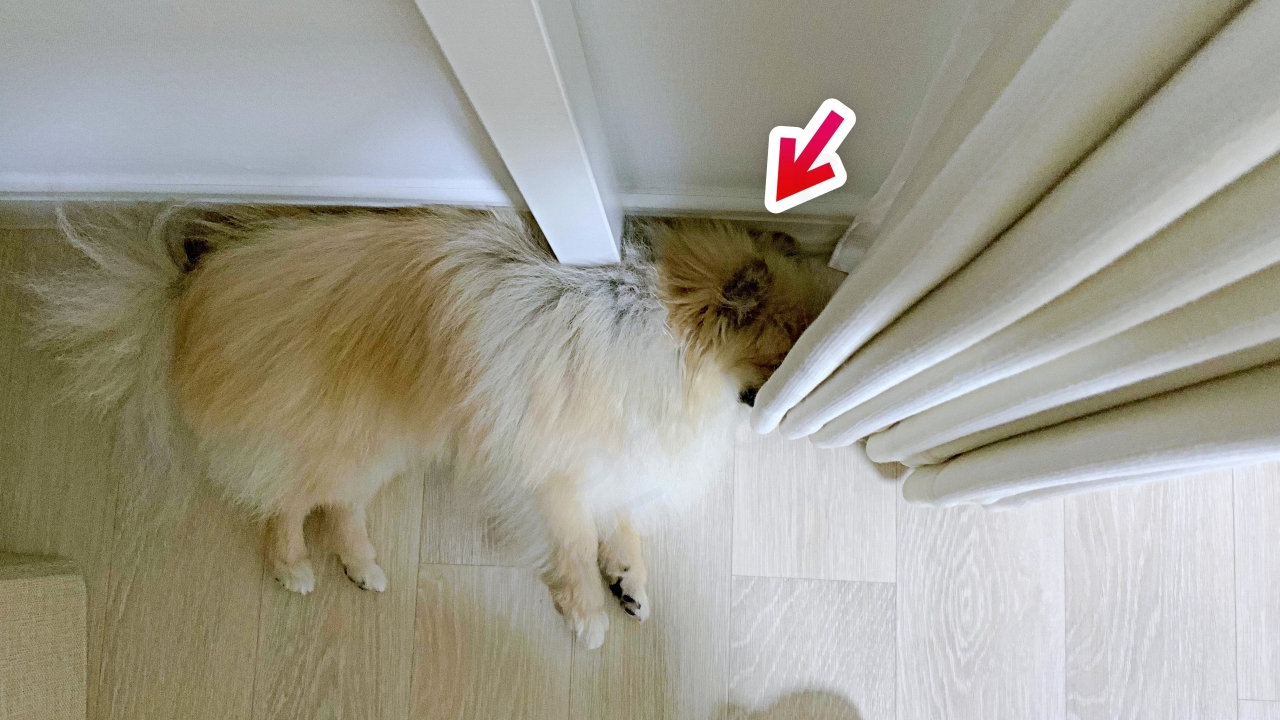 커튼에 얼굴을 파묻고 등을 벽에 기댄 모습으로 특이한 잠버릇
강아지