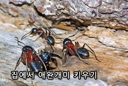 집에서 애완개미 키우기