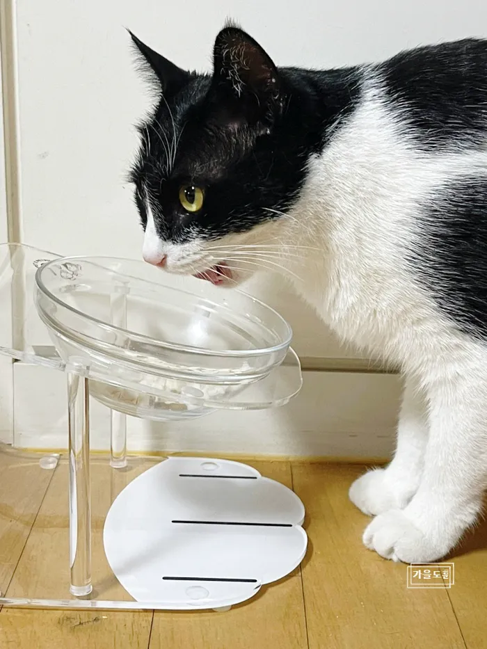 &amp;quot;고양이
