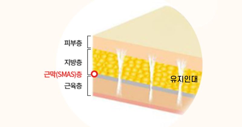피부의 구조