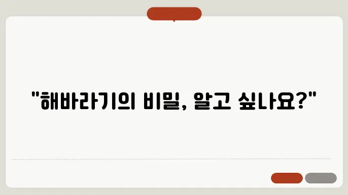 해바라기 꽃말 의미