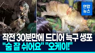 늑구 포획 성공 마취총 생포 건강상태(영상)