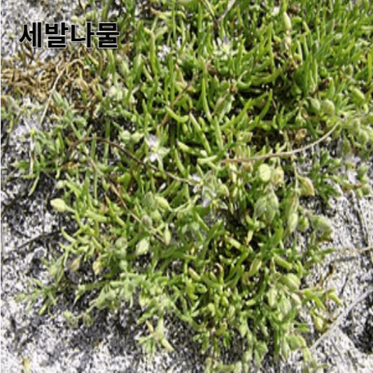 세발나물의 영양소 및 효능, 채취 방법, 요리 레시피
