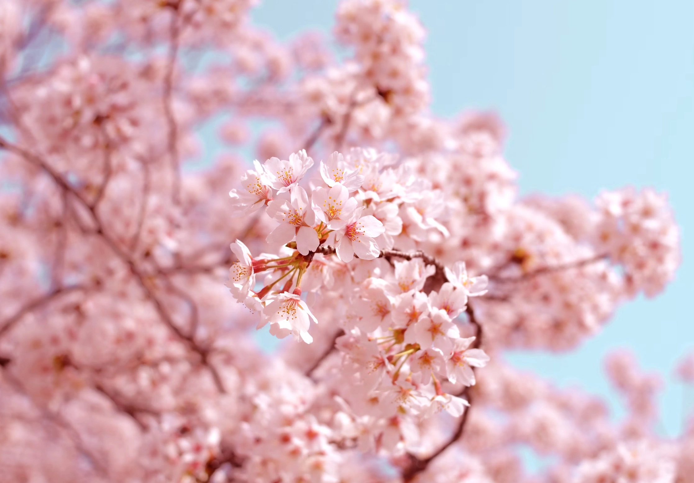 정독도서관 벚꽃 가는길