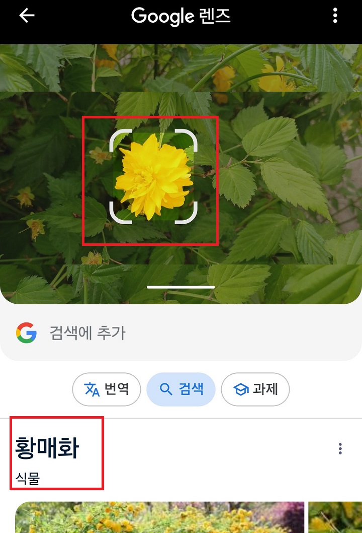꽃 사진 보임