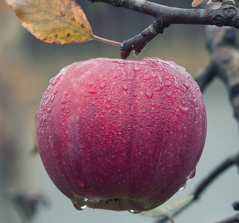사과 갈변 먹어도 될까? 원인은? 사과 고르는법과 보관법