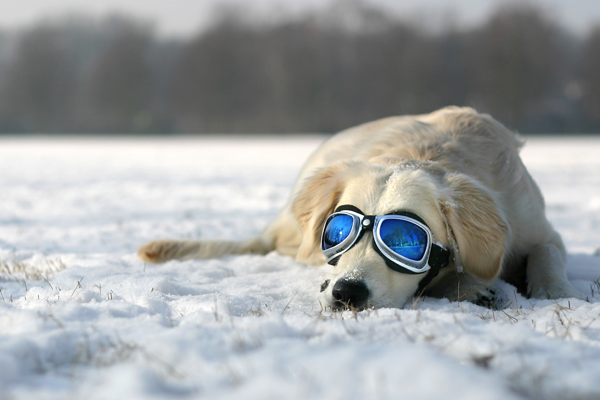 강아지와 눈놀이 관련사진