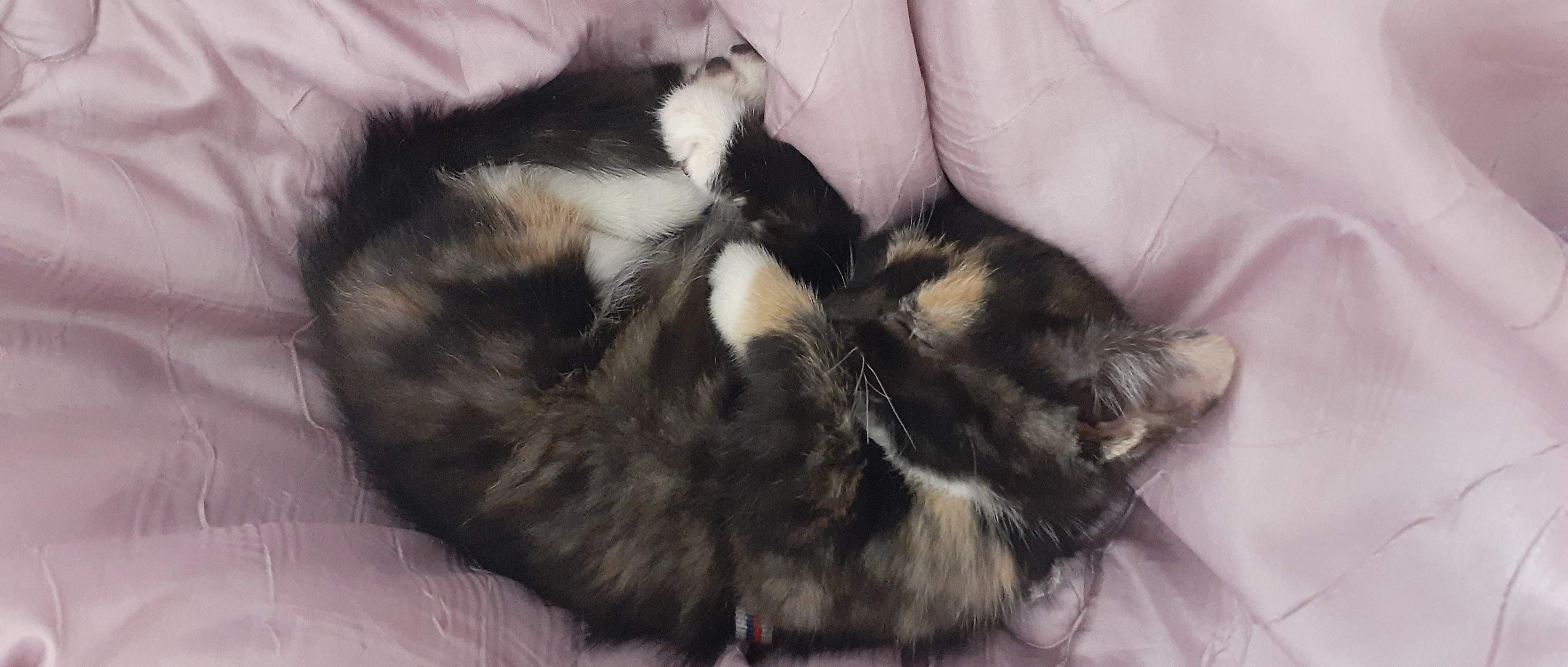 새끼 고양이