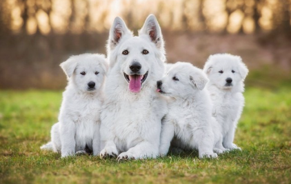 화이트 셰퍼드 모자