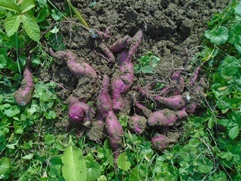 고구마수확-꿈해몽-썸네일