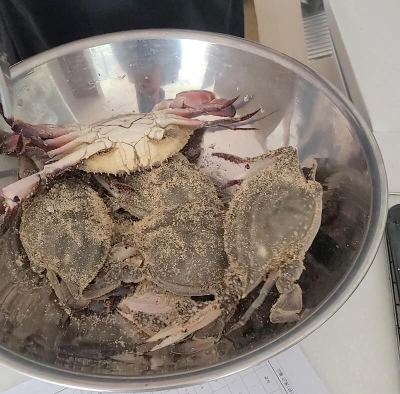 톱밥-속에서-빼낸-꽃게들