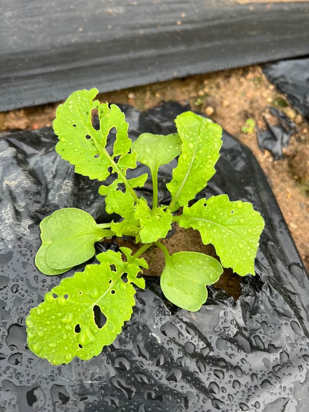 벌레들의 공격을 받은 무