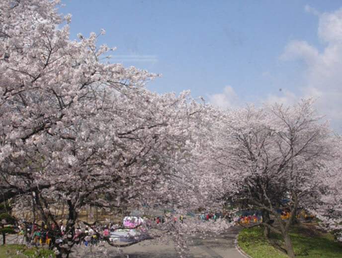 전주 동물원 벚꽃길(주간)