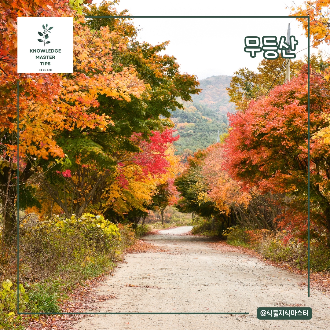 무등산 단풍