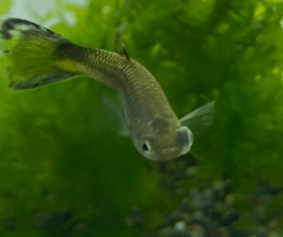 구피 질병 증상(백점병&amp;#44; 마우스펑기&amp;#44; 솔방울병 등)