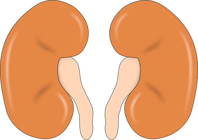 콩팥 이미지