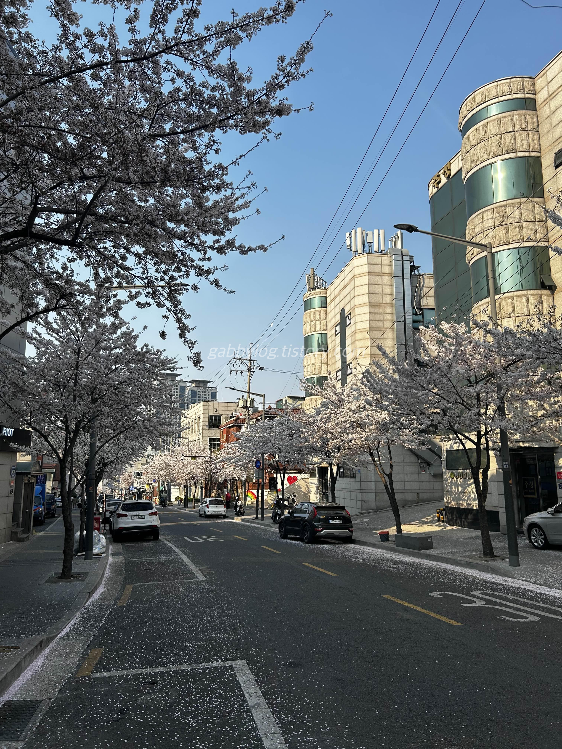 충무로 필동로 벚꽃