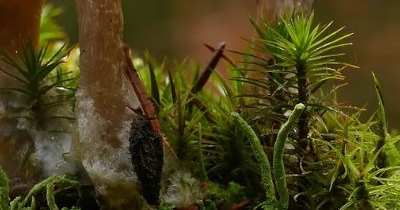 상황버섯 효능 부작용