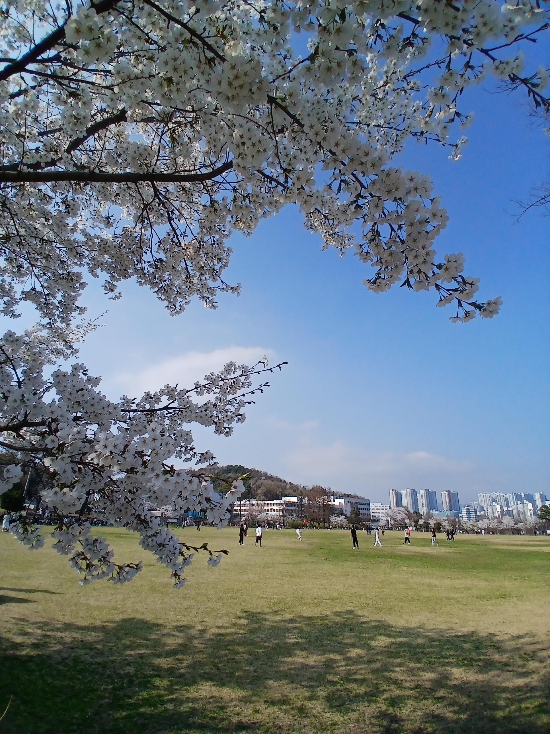 서호공원 잔디밭 산책