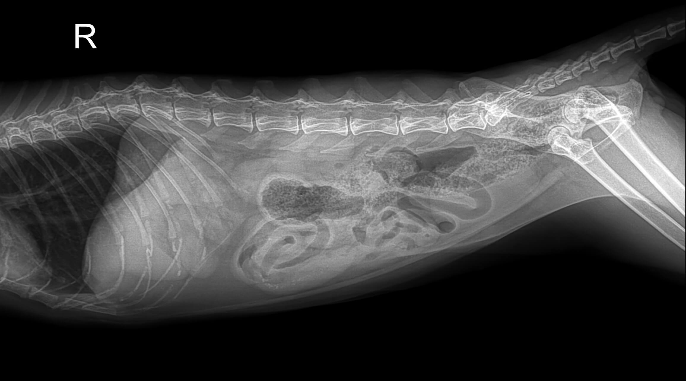 고양이 심장질환의 종류와 특징
