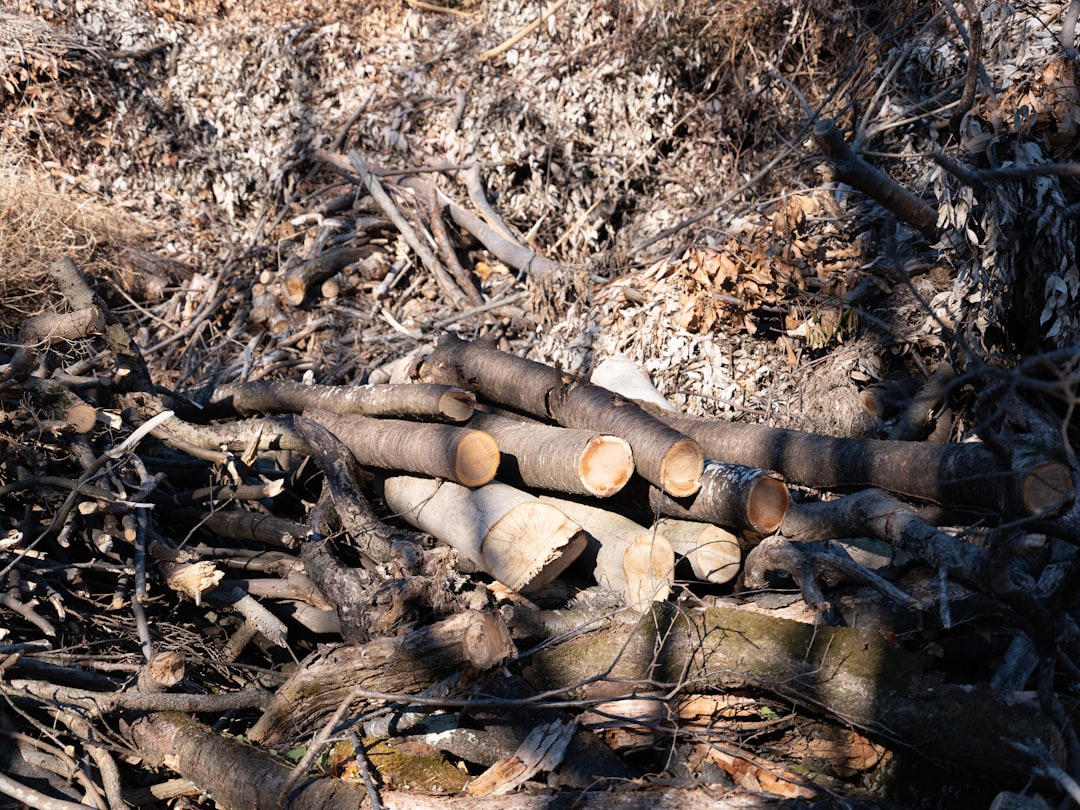 Log