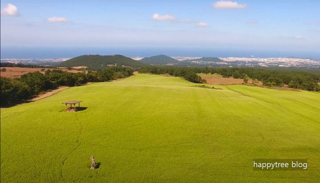 오라동 메밀꽃밭 촬영지