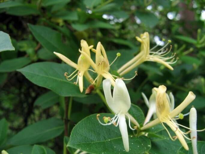 금은화(인동초) 9가지 효능 및 부작용과 복용법