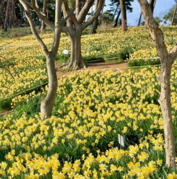 전국수선화명소