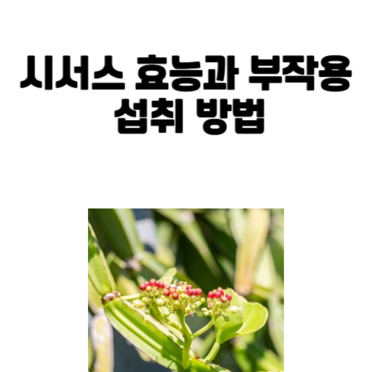 시서스 효능과 부작용 및 섭취 방법