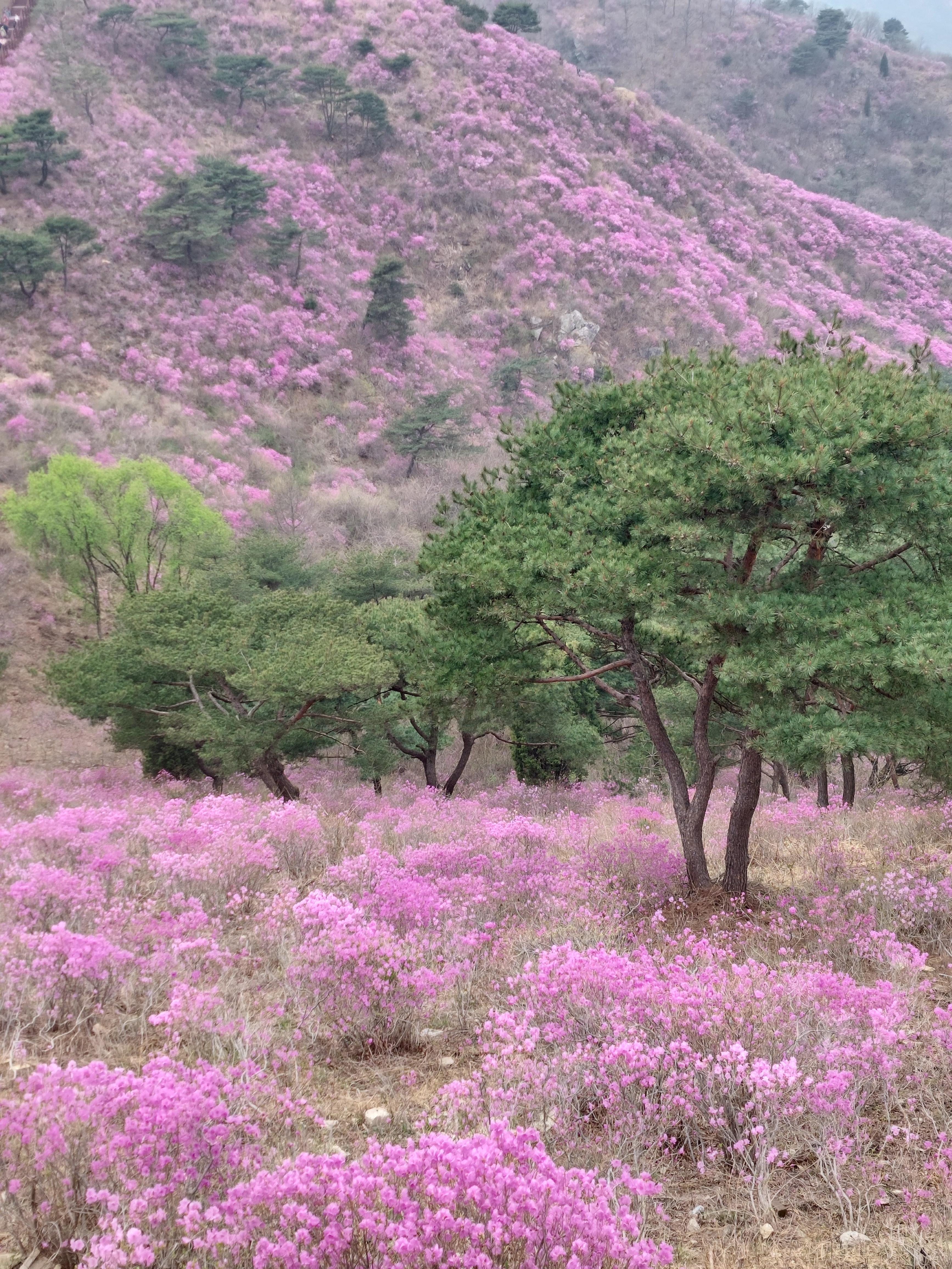 고려산 진달래