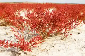 함초 효능 및 영양성분, 가격