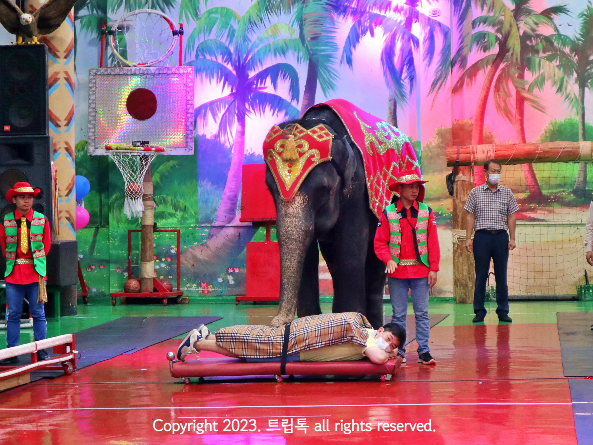 코끼리 앞에 한 남자가 엎으려 있고 코끼리가 코로 안마한다