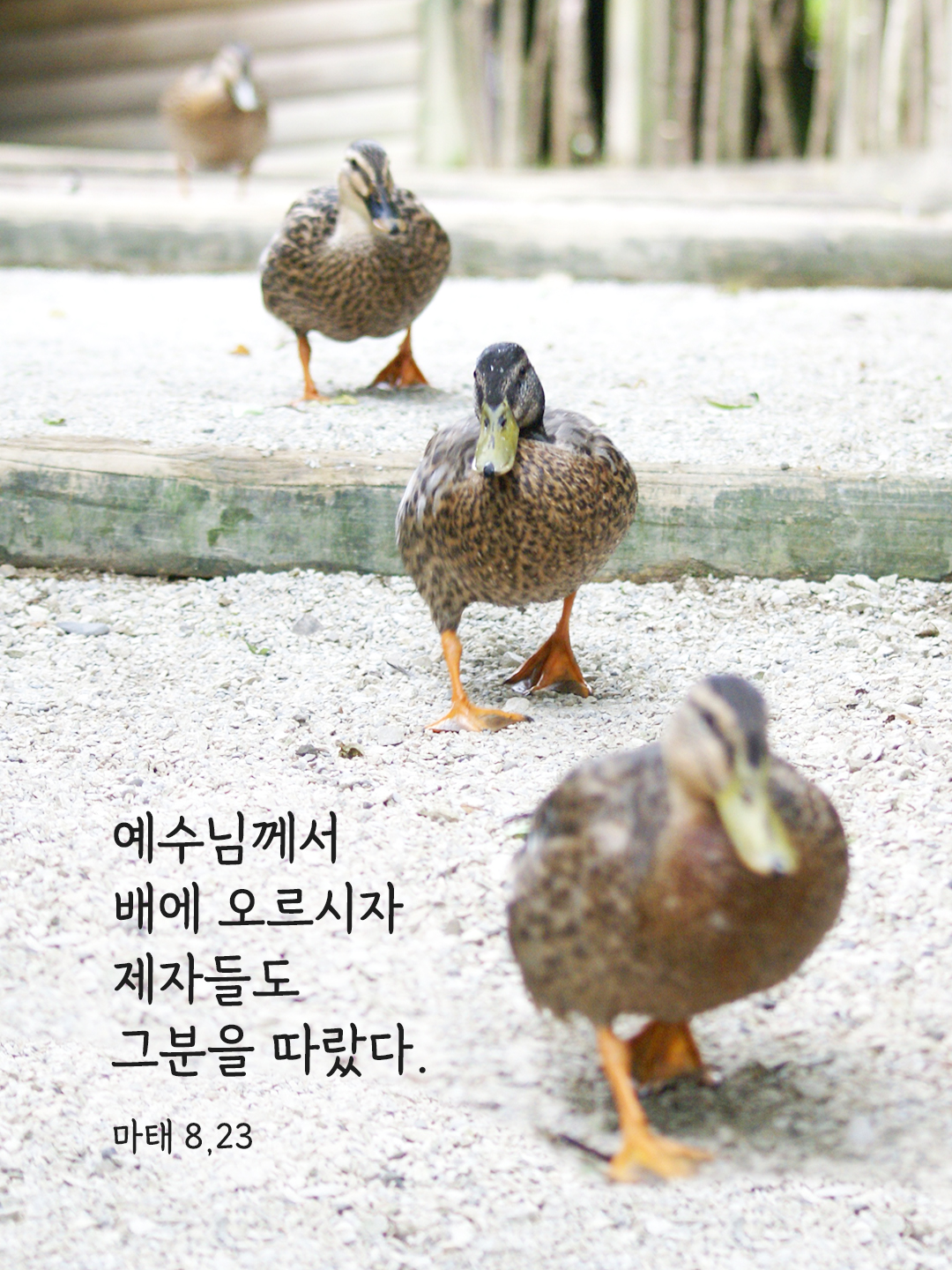 예수님께서 배에 오르시자 제자들도 그분을 따랐다. (마태 8,23)