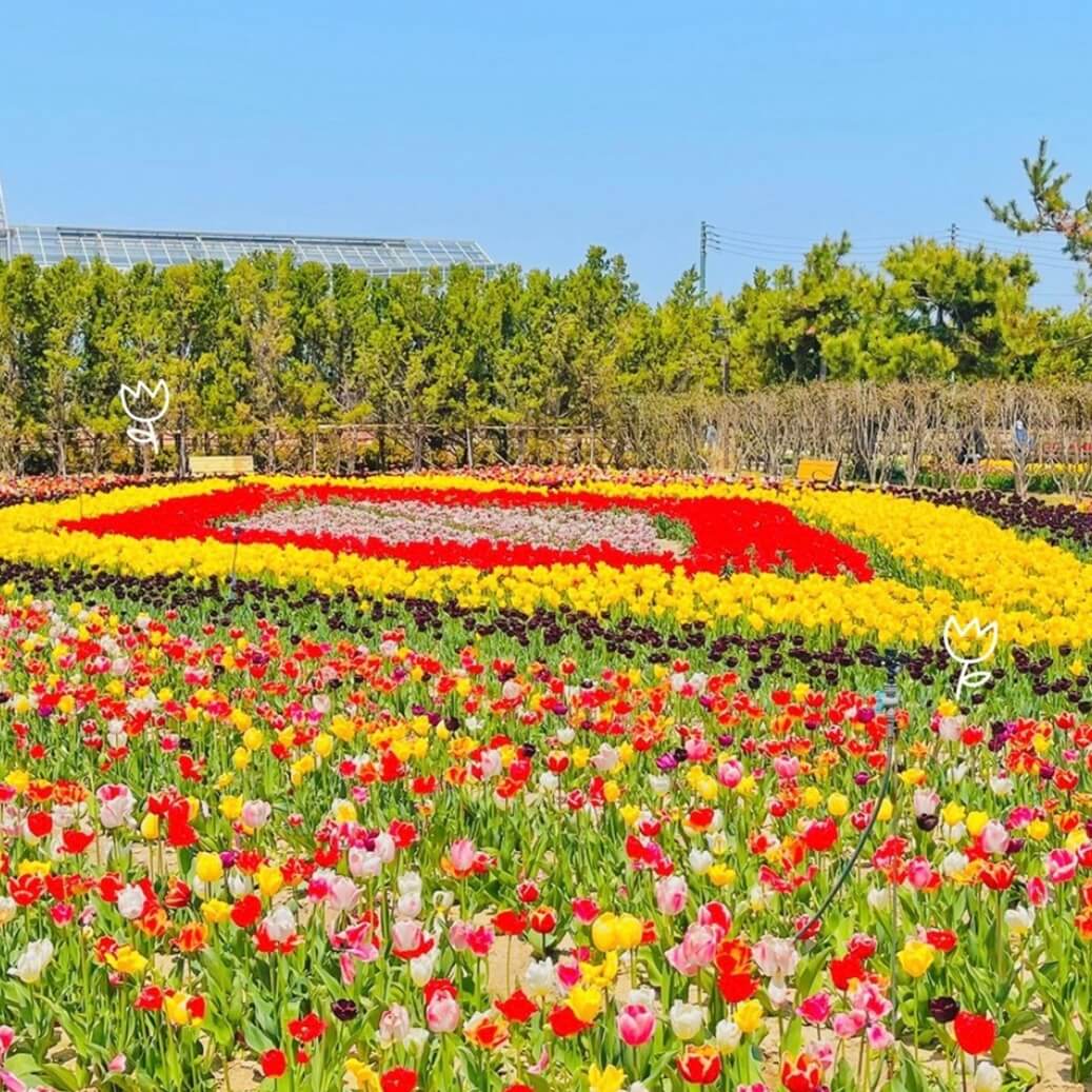 임자도 튤립축제기간