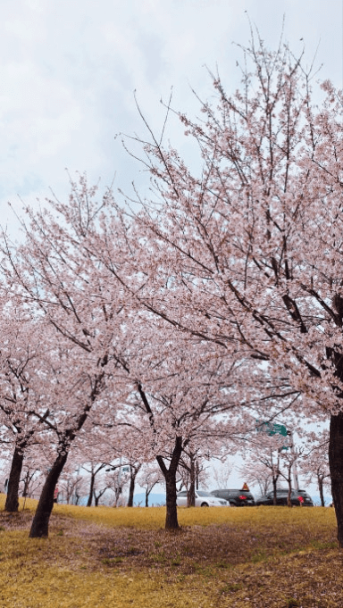 경주 벚꽃 개화 시기 및 축제 및 명소와 관련된 사진