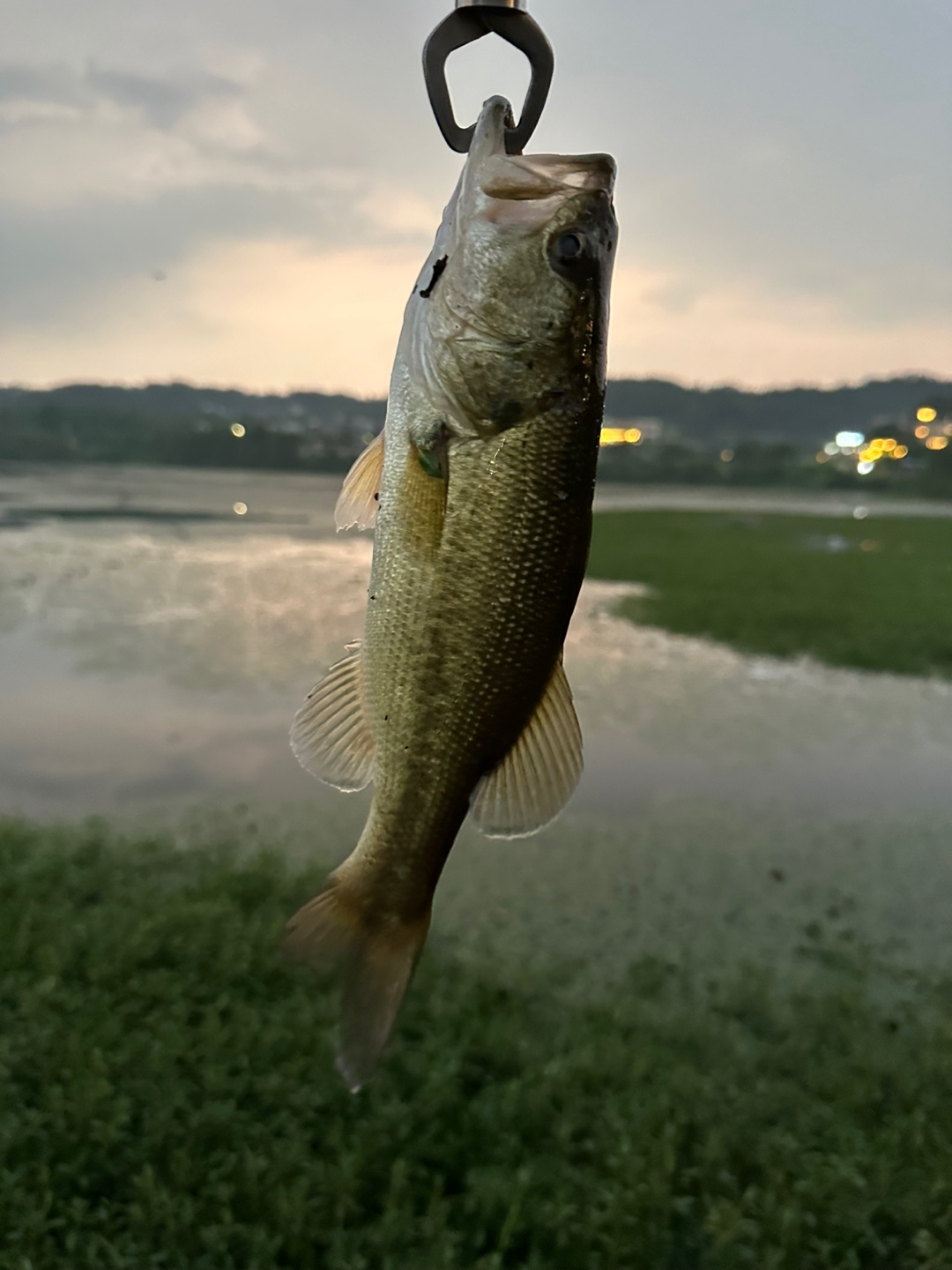 배스 사진
