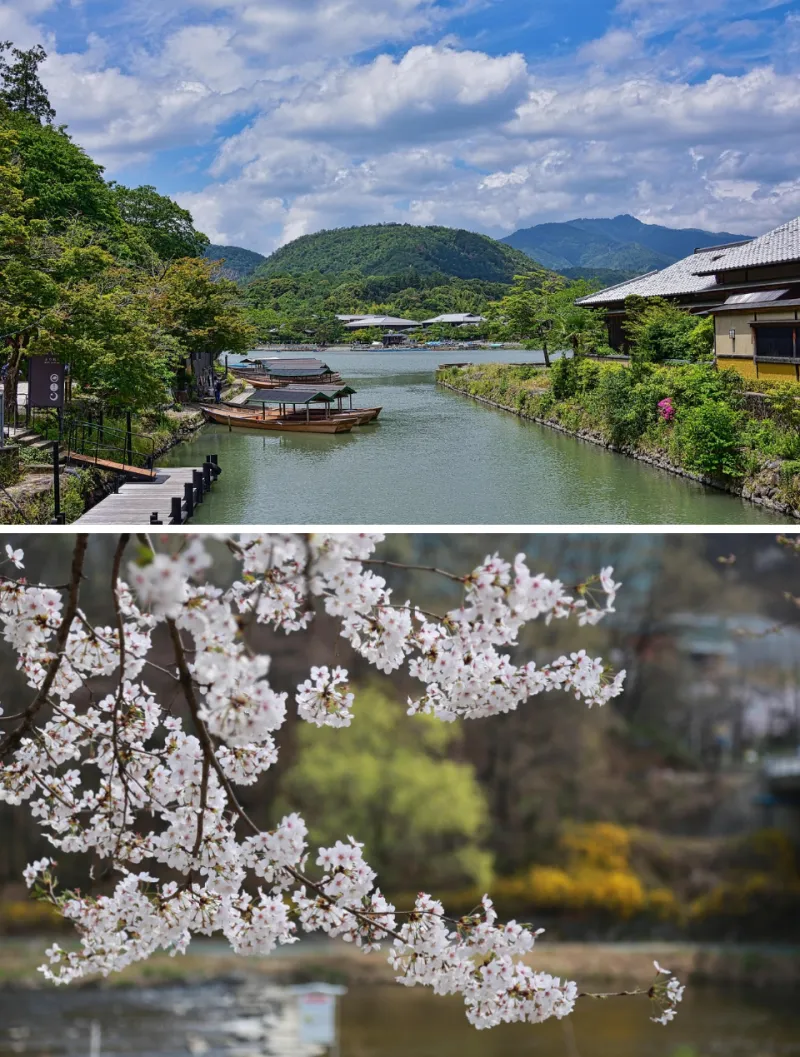 벚꽃 보러 가기 일본 - 7