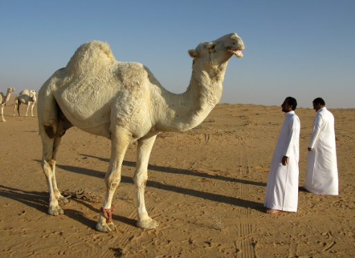 사우디아라비아 사막 사진