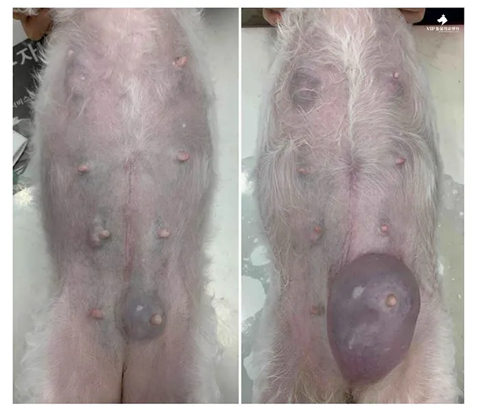 강아지 몸에 혹 악성종양 구분 세포검사 후기 사례집_9
