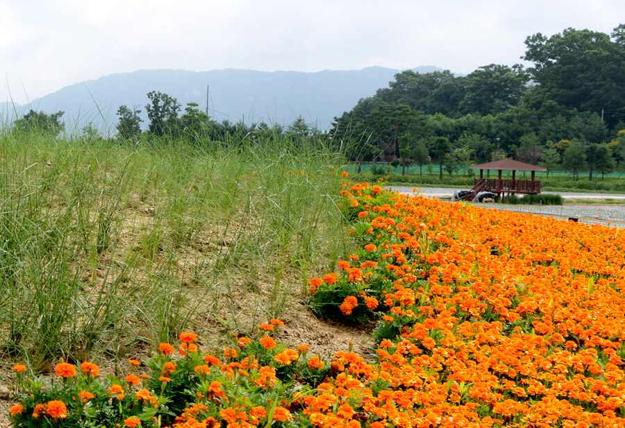 나리공원 천일홍