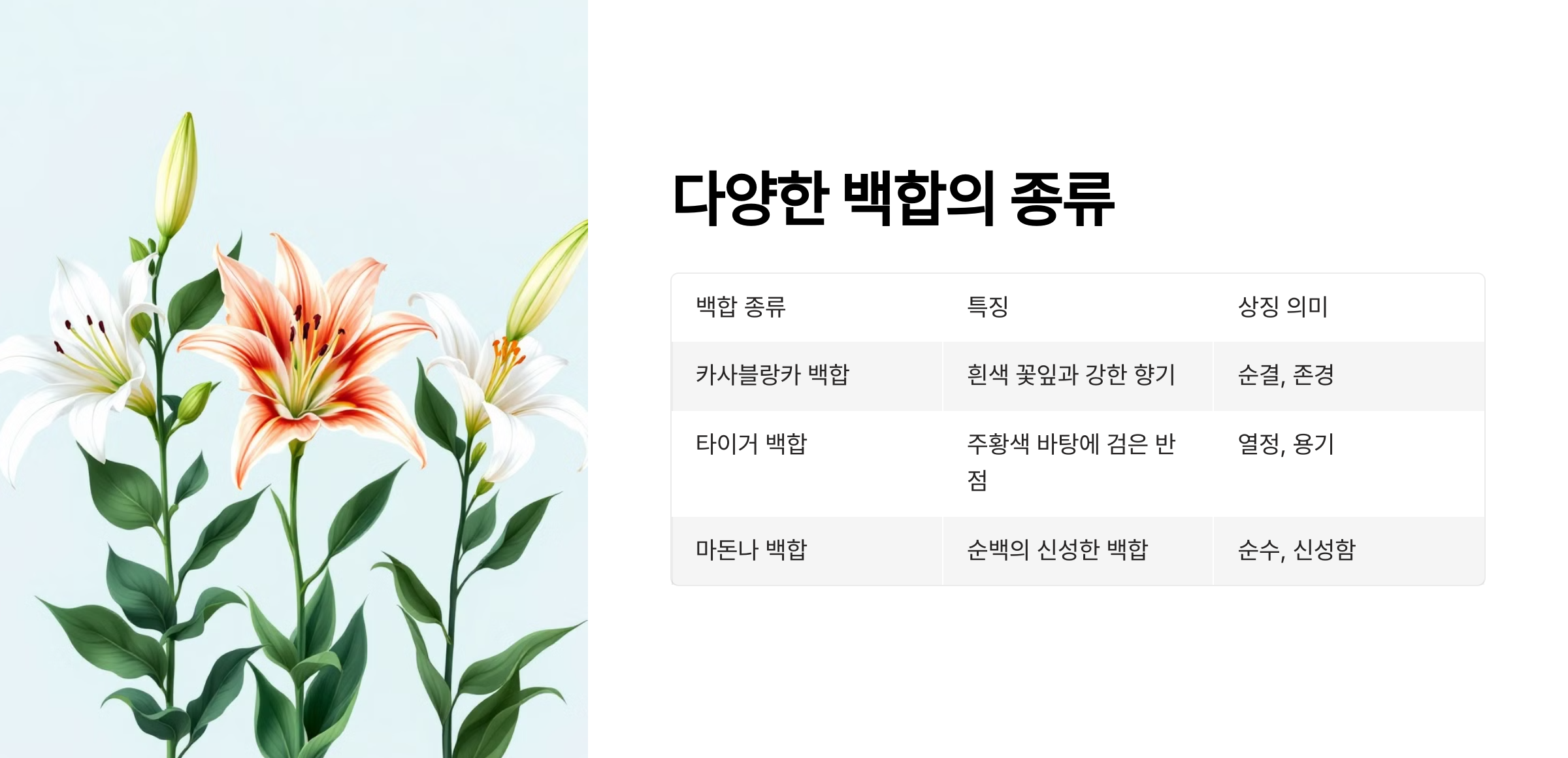 백합 사진