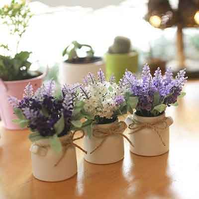 라벤더의 다양한 꽃말