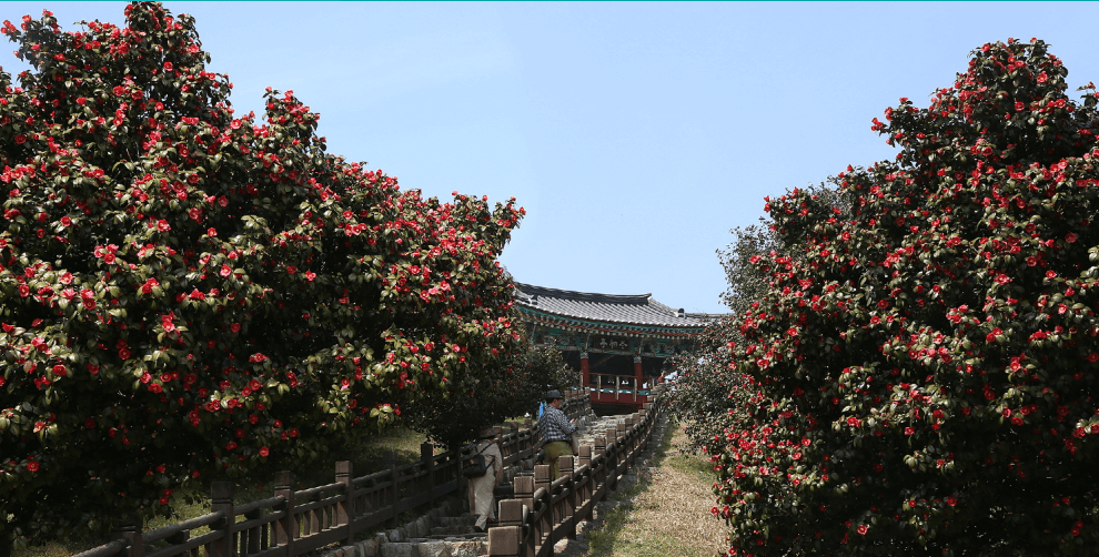 서천군 동백꽃나무