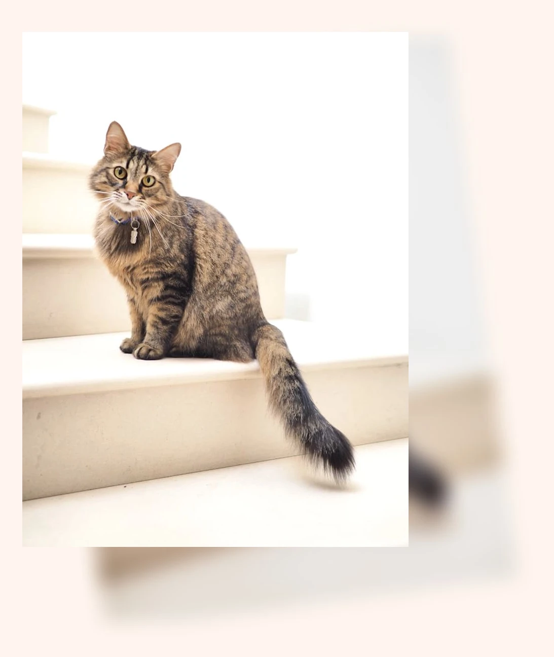 고양이 카페 체험_2_subsection