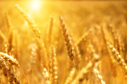 직불금 신청자격