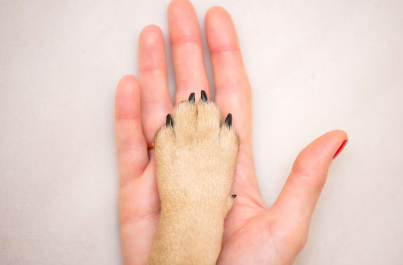 사람과 개의 손 개