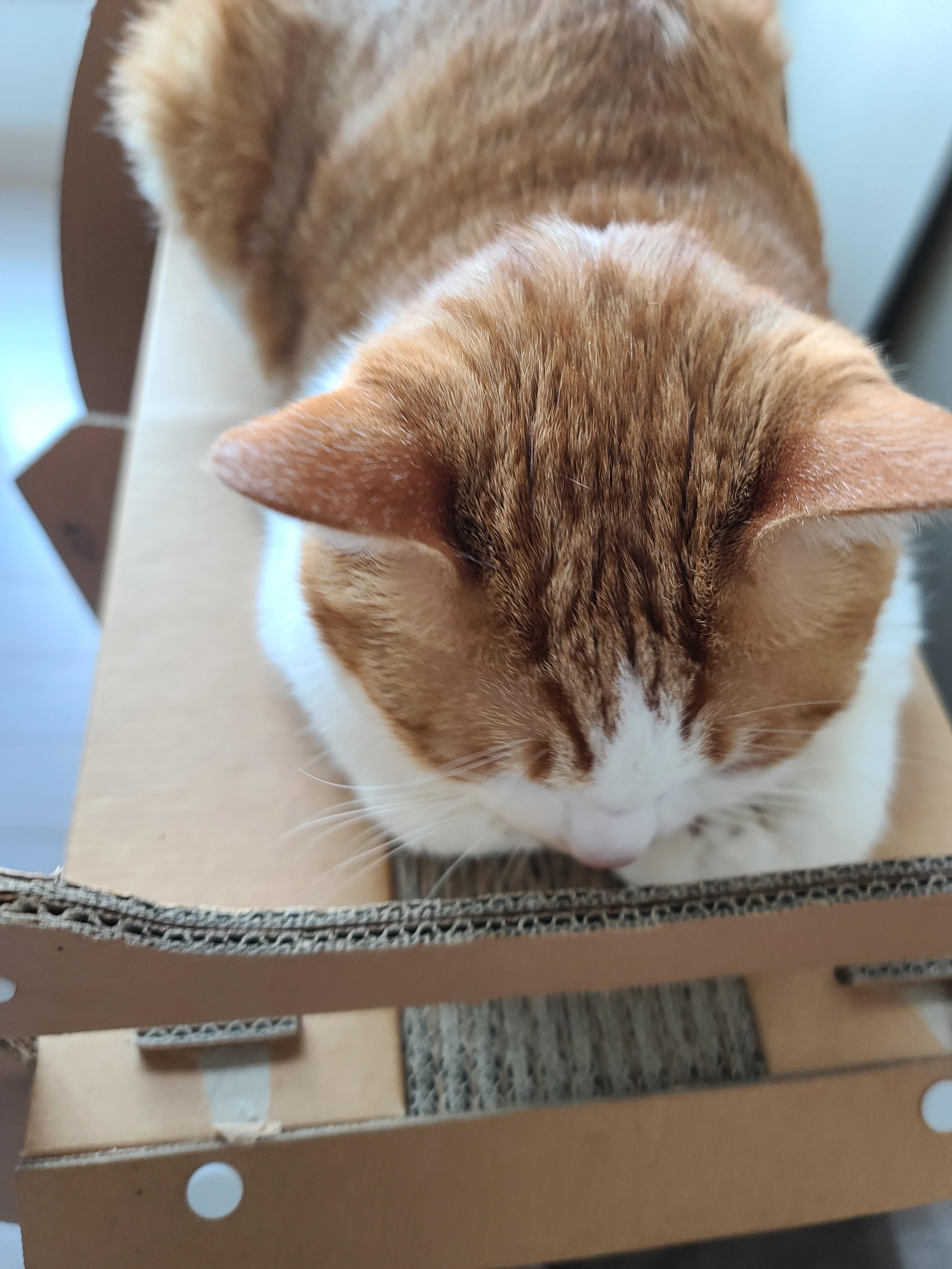 막둥이 삐용이의 요즘 근황.